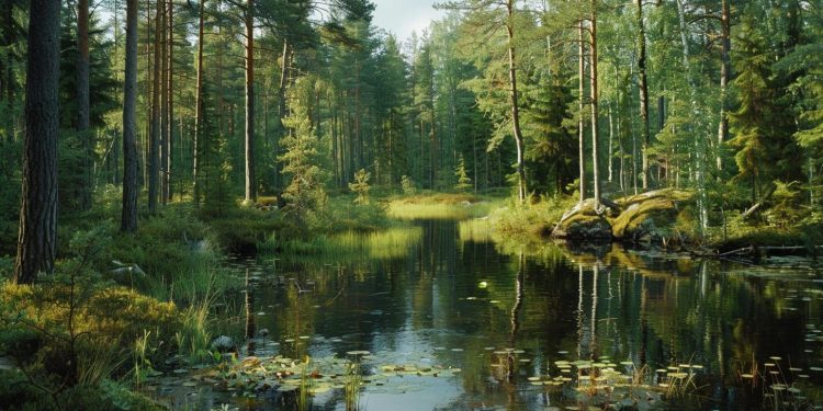 Wald, der von Kesko verwaltet wird